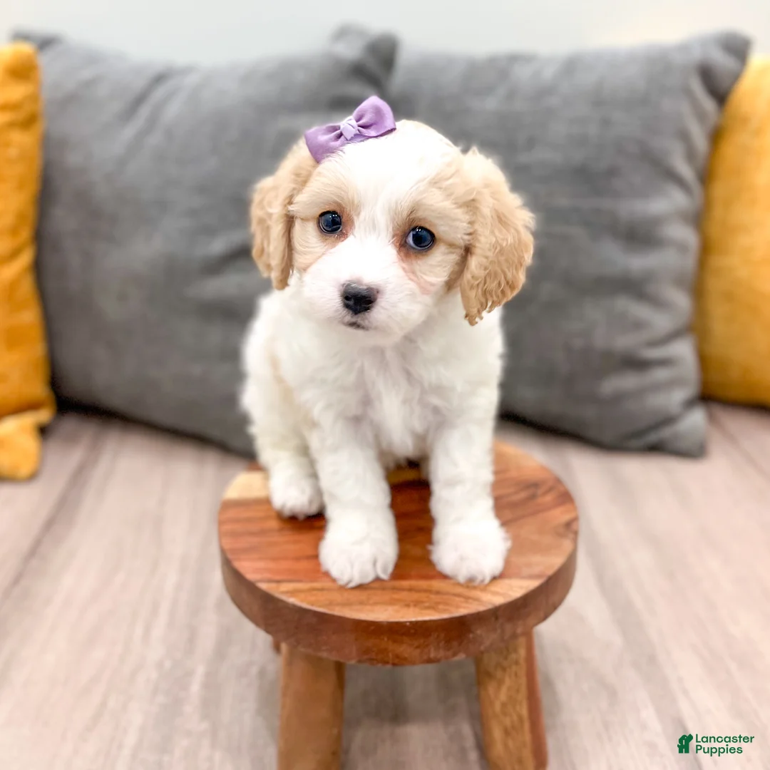 Cavachon dogs for sale: Maya - Ad 2