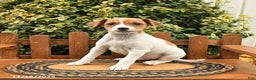 Mixed Breed dogs for sale: Skippy - Ad 1