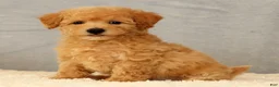 Bichpoo dogs for sale: Jacob - Ad 2