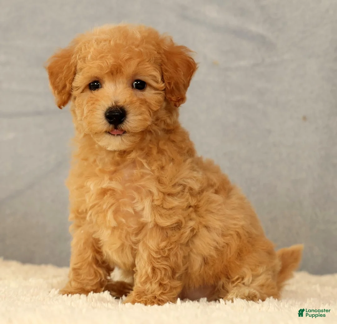Bichpoo dogs for sale: Jacob - Ad 2