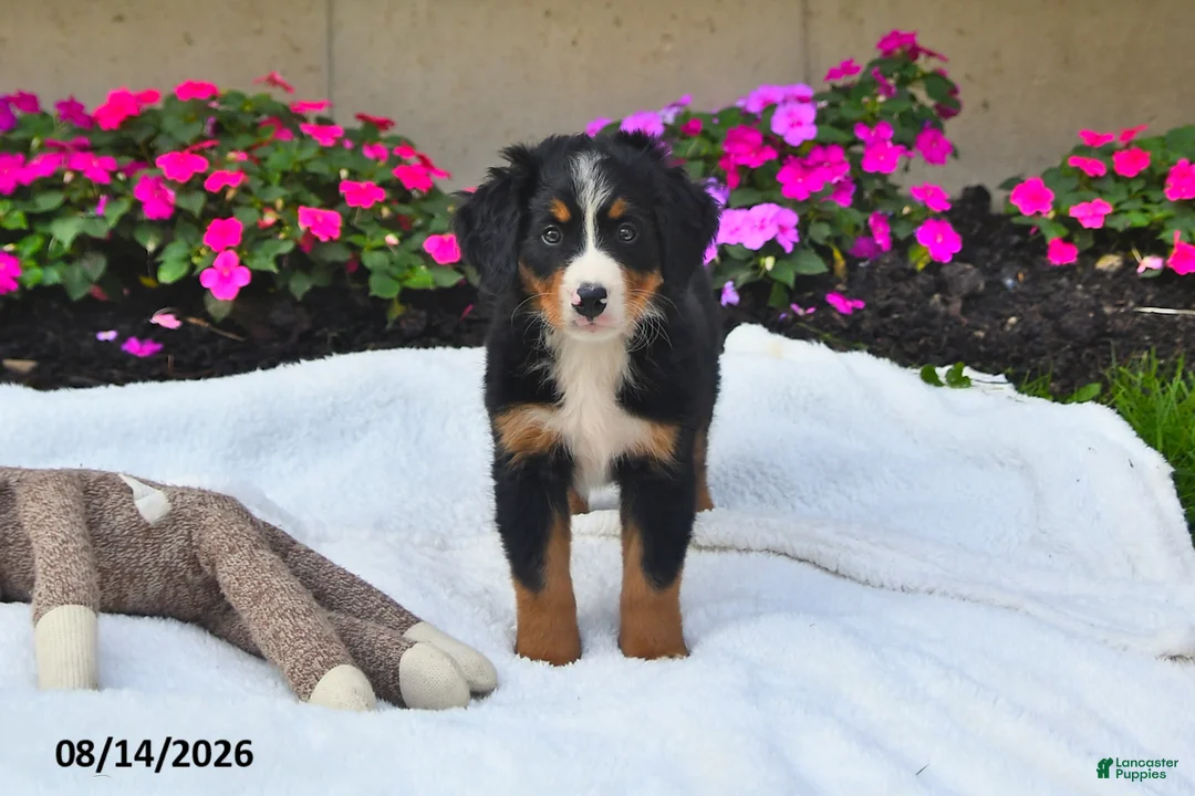 Bernese Mountain Dog dogs for sale: Claire - Ad 2