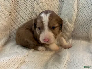 Mini Aussiedoodle dogs Mini Aussiedoodle Puppy 4 - Ad 7