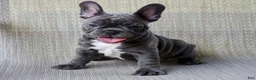 French Bulldog dogs for sale: Sweetheart - Ad 1
