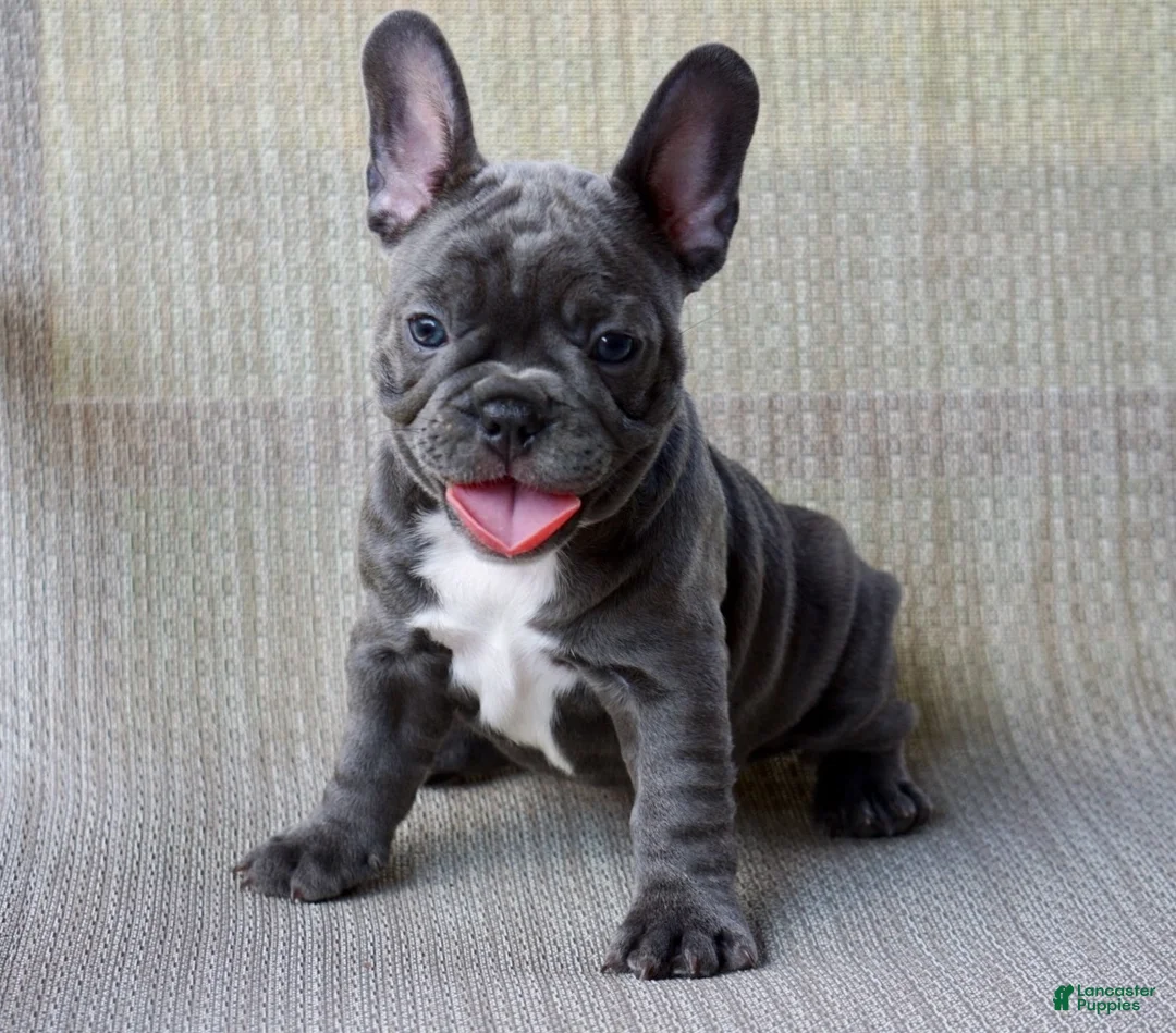 French Bulldog dogs for sale: Sweetheart - Ad 1