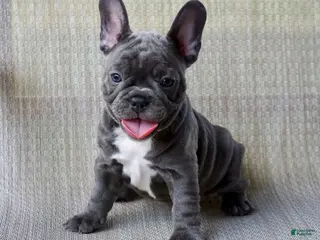 French Bulldog dogs Sweetheart - Ad 15
