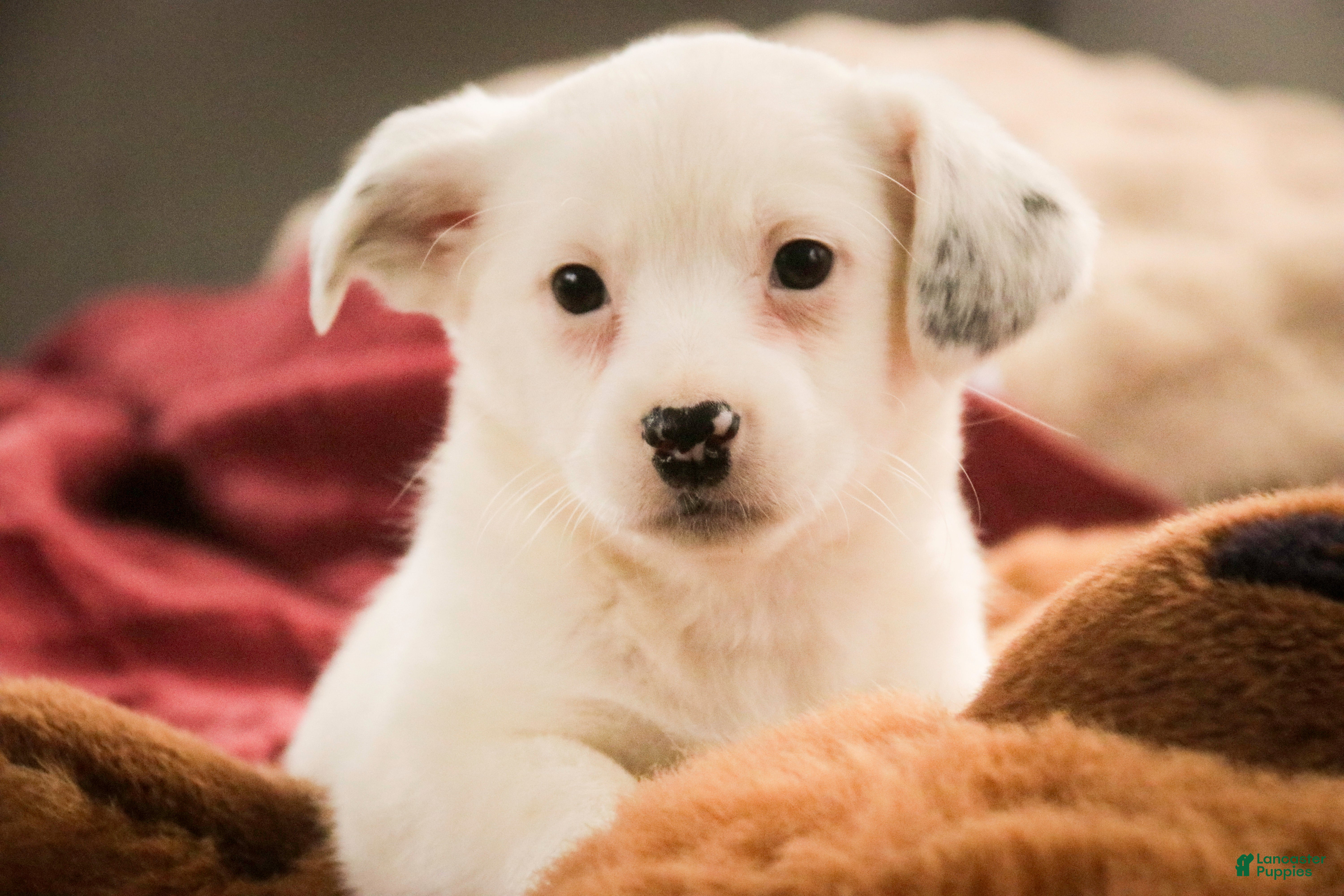 Mixed Breed dogs Marsha - Ad 38