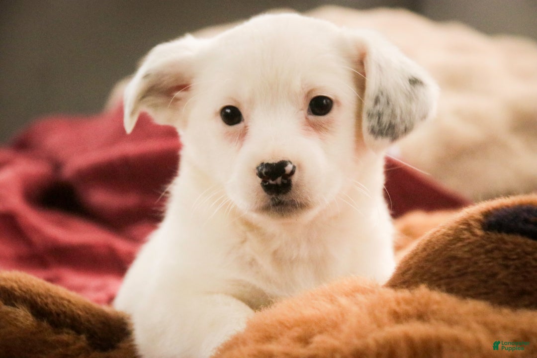 Mixed Breed dogs for sale: Marsha - Ad 1