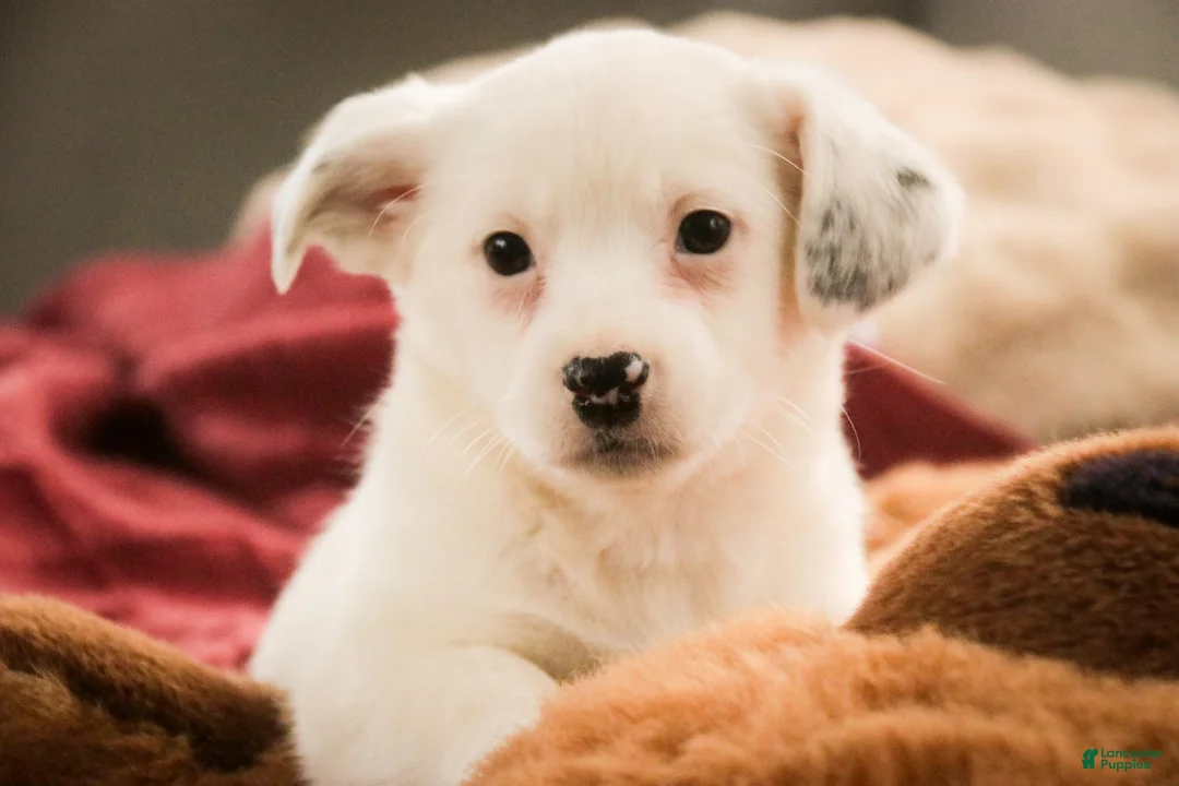 Mixed Breed dogs for sale: Marsha - Ad 1