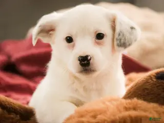 Mixed Breed dogs Marsha - Ad 22