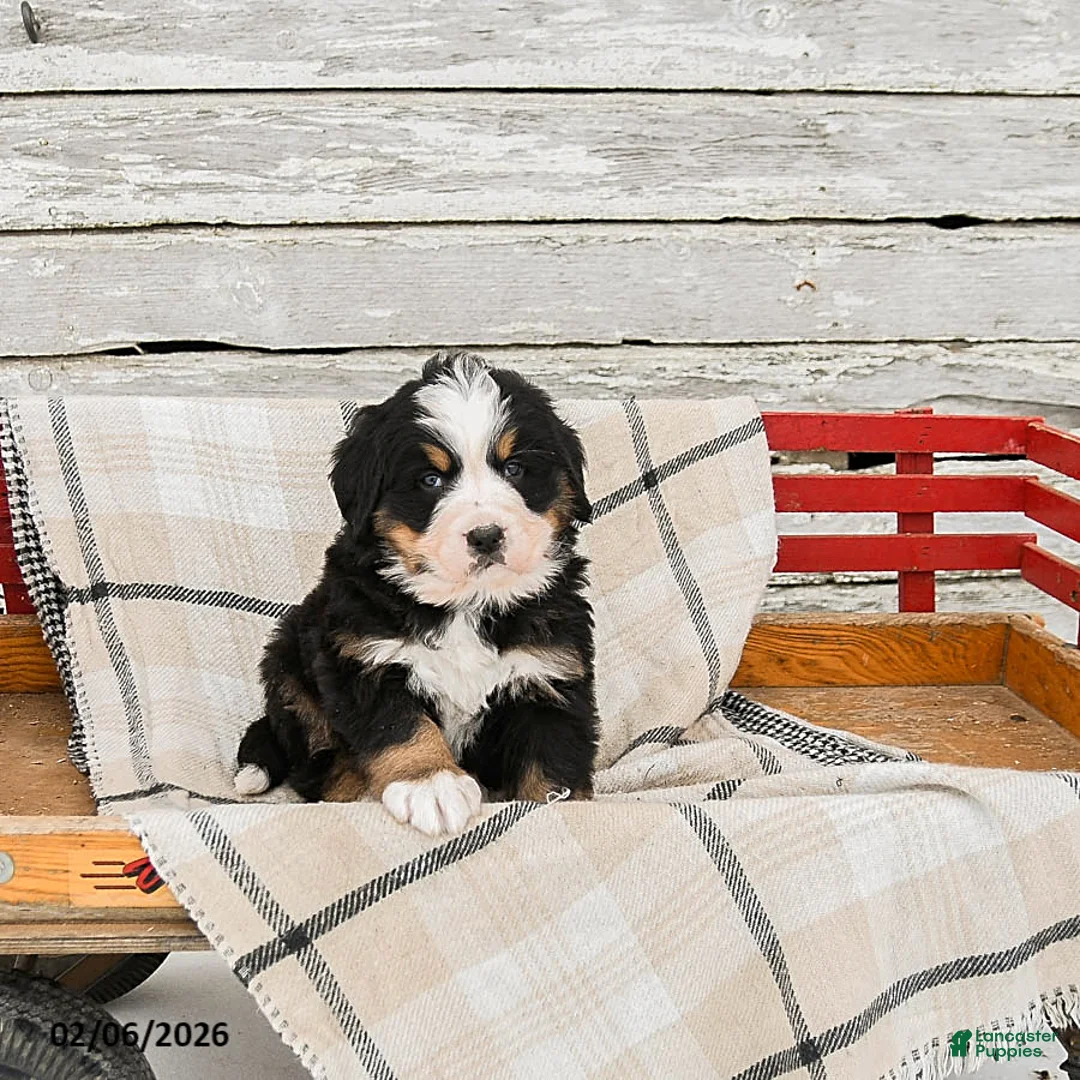 Bernese Mountain Dog dogs for sale: Max - Ad 2
