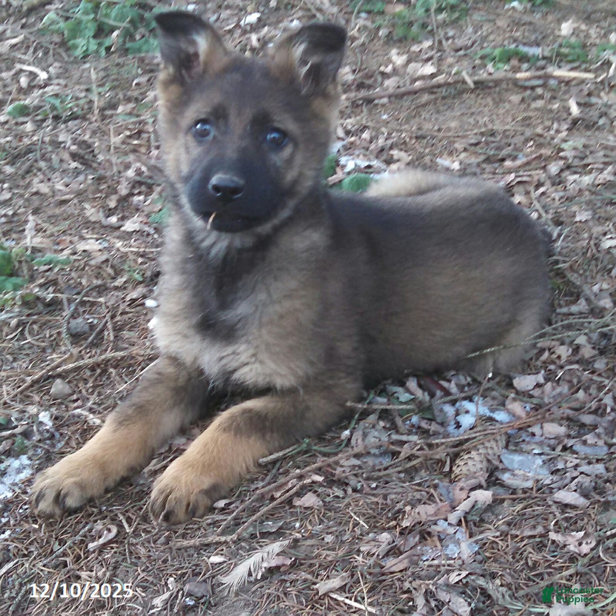 German Shepherd dogs Ashley - Ad 9