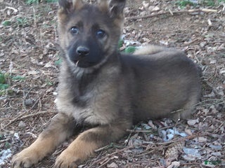 German Shepherd dogs Ashley - Ad 19