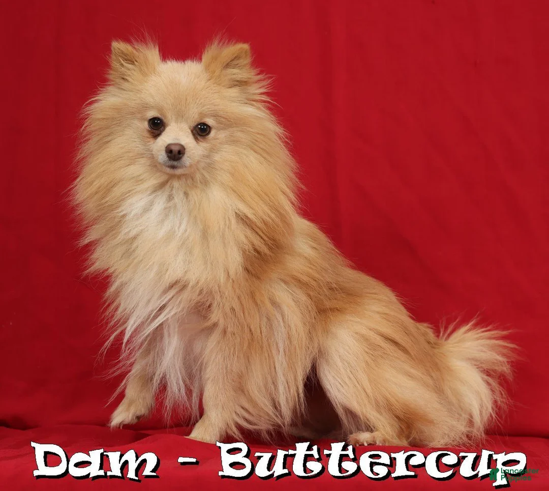 Pomeranian dogs for sale: Daisy - Ad 10