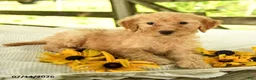Mini Goldendoodle dogs for sale: Trudy - Ad 7