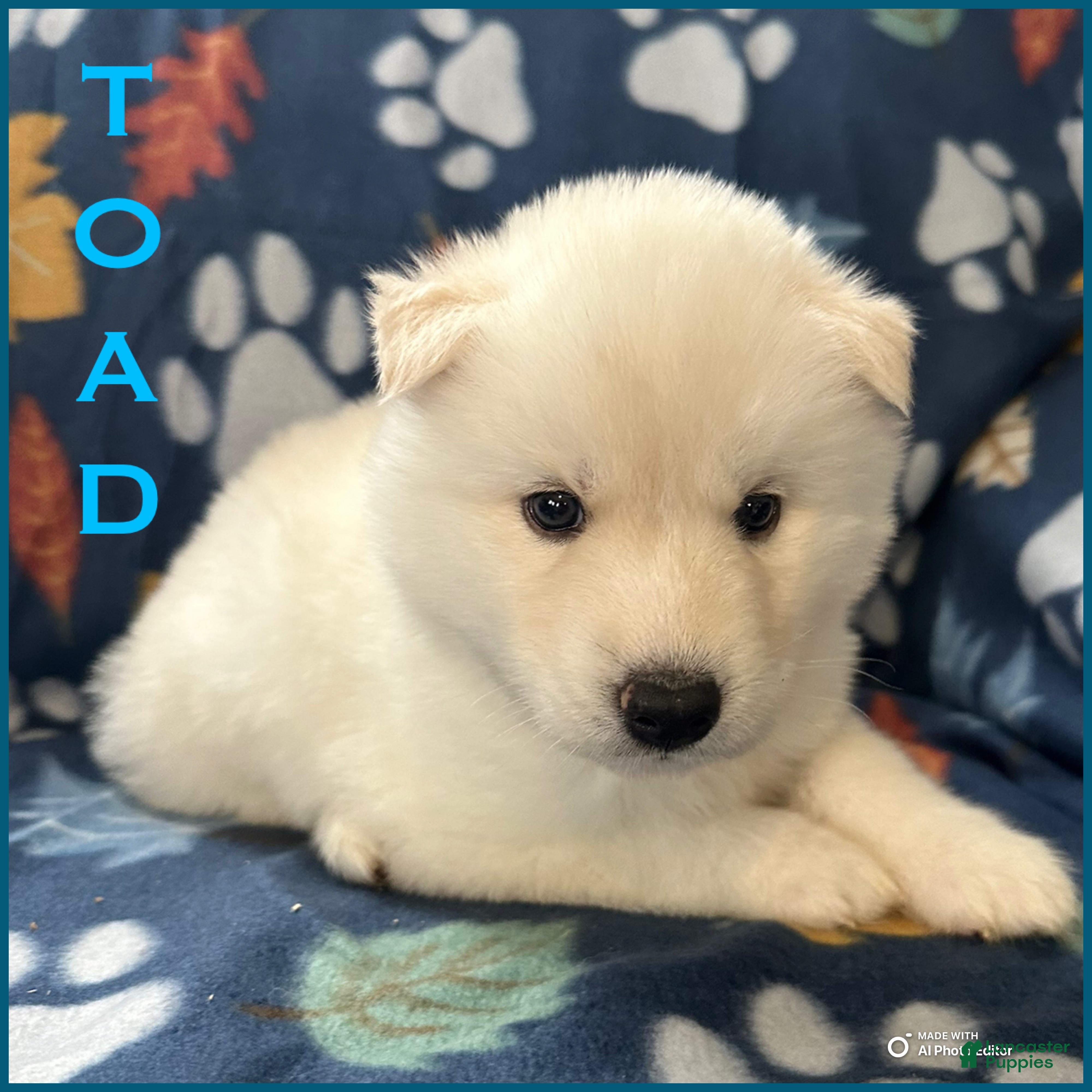 Siberian Husky dogs Toad - Ad 41