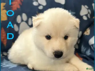 Siberian Husky dogs Toad - Ad 40