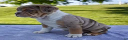 Beabull dogs for sale: Kody - Ad 5