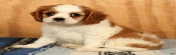Cavalier King Charles Spaniel dogs for sale: Perry - Ad 3