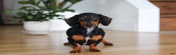 Miniature Dachshund dogs for sale: Beth - Ad 10