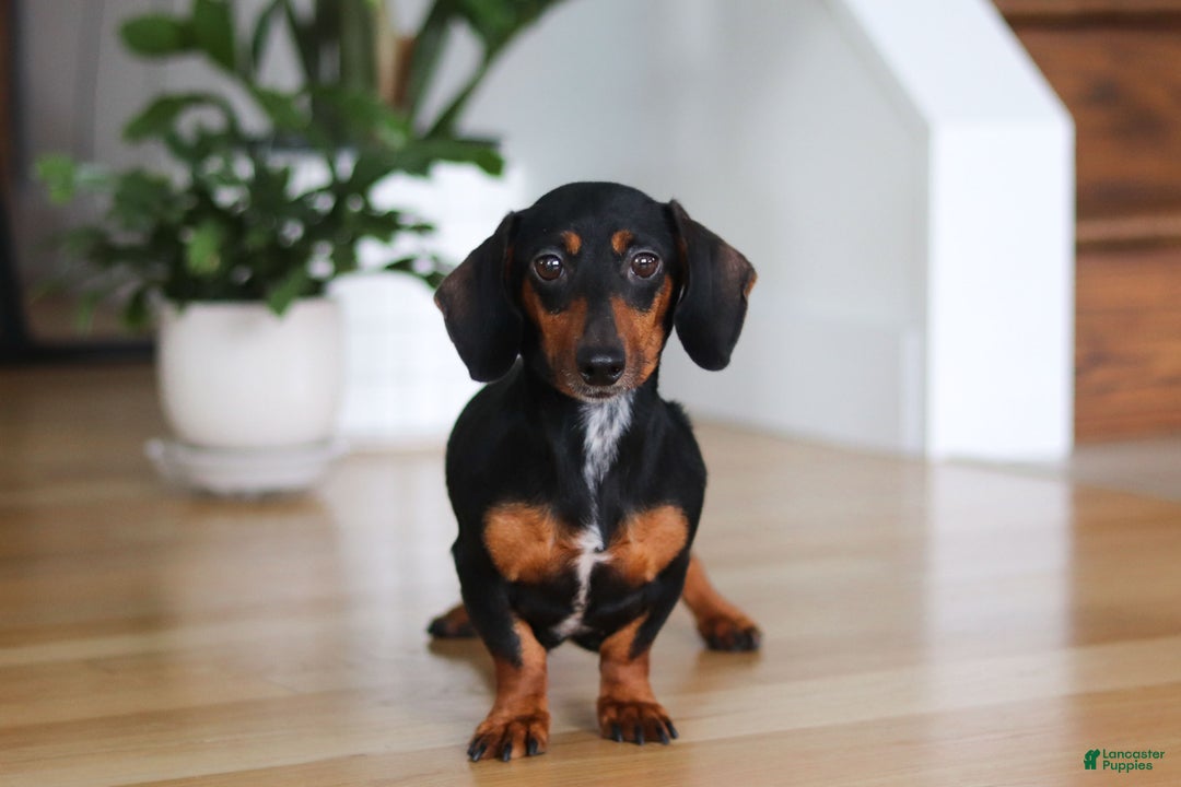 Miniature Dachshund dogs for sale: Beth - Ad 10