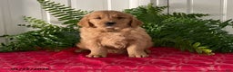 Golden Retriever dogs for sale: Fletcher - Ad 1