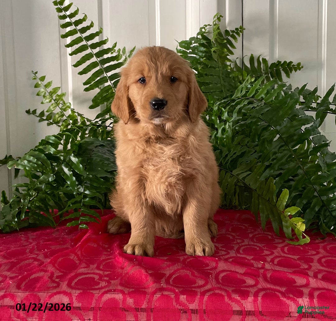 Golden Retriever dogs for sale: Fletcher - Ad 1