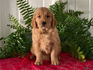 Golden Retriever dogs Fletcher - Ad 2