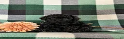 Cavapoo dogs for sale: Paris Hypoallergenic - Ad 4