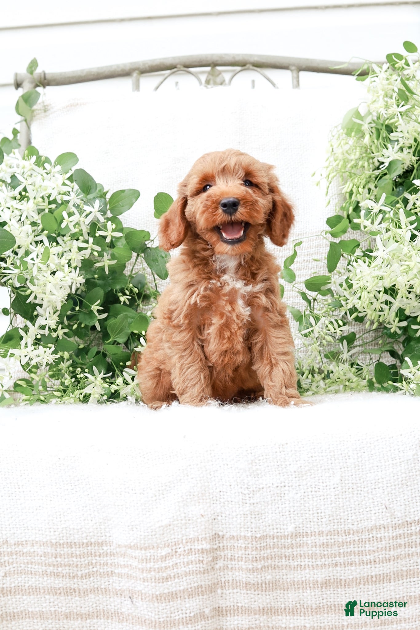 Mini Goldendoodle dogs Lavon - Ad 1