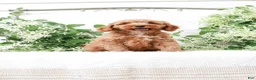 Mini Goldendoodle dogs for sale: Lavon - Ad 1