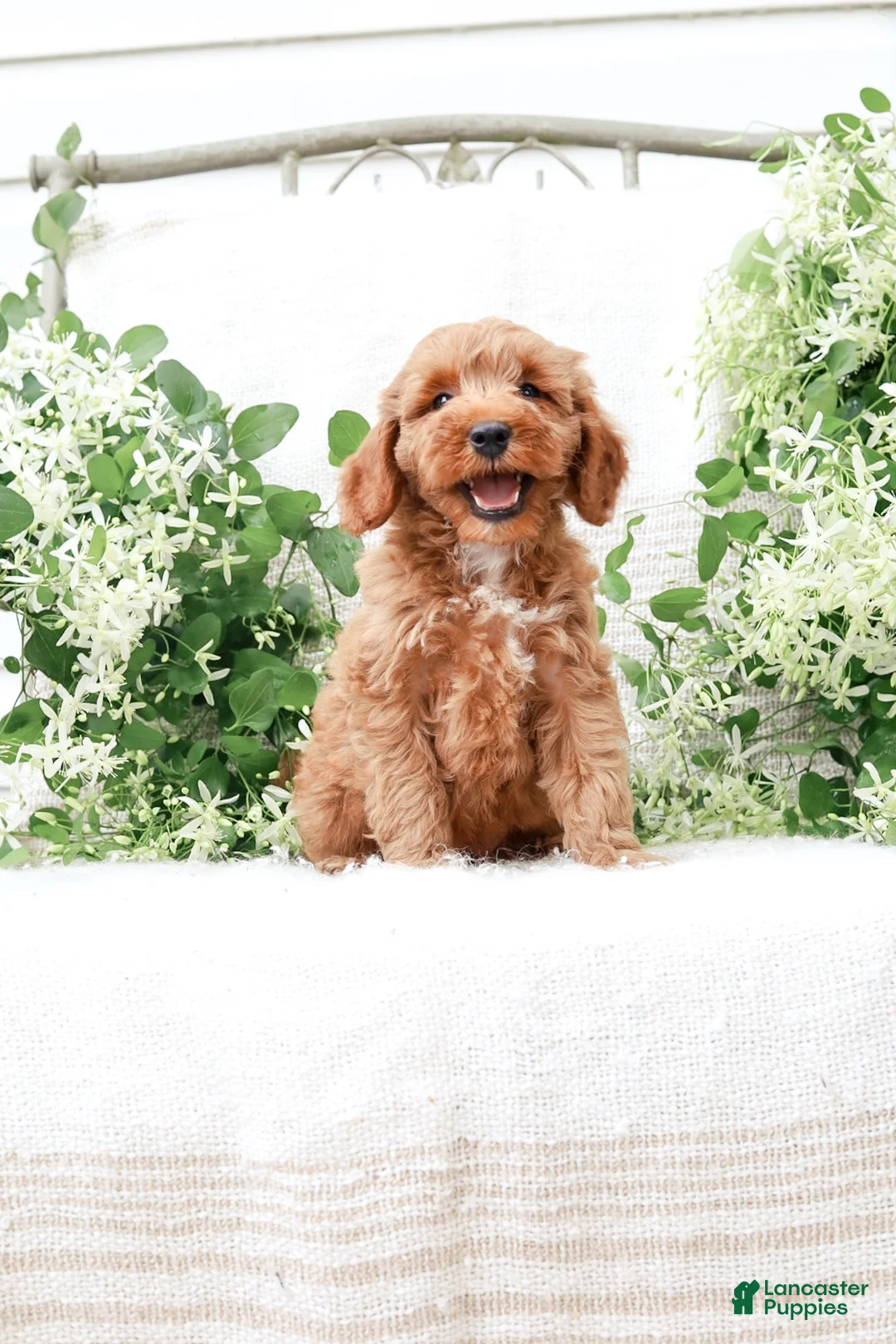 Mini Goldendoodle dogs for sale: Lavon - Ad 1