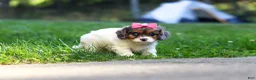 Cavapoo dogs for sale: Everest - Ad 7