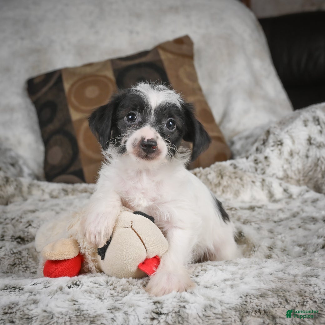 Mixed Breed dogs Candy - Ad 1