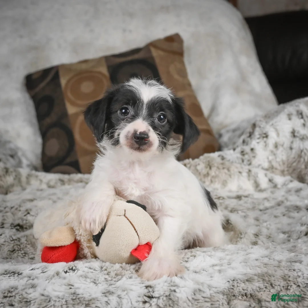 Mixed Breed dogs for sale: Candy - Ad 1