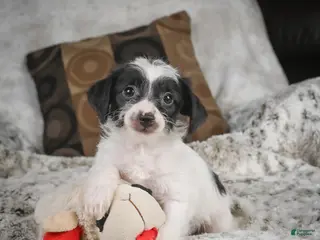 Mixed Breed dogs for sale: Candy - Ad 4