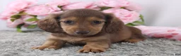 Miniature Dachshund dogs for sale: Odelia - Ad 1