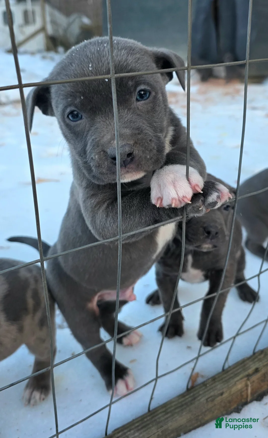 American Staffordshire Terrier dogs for sale: American Staffordshire Terrier Puppy 1 - Ad 6