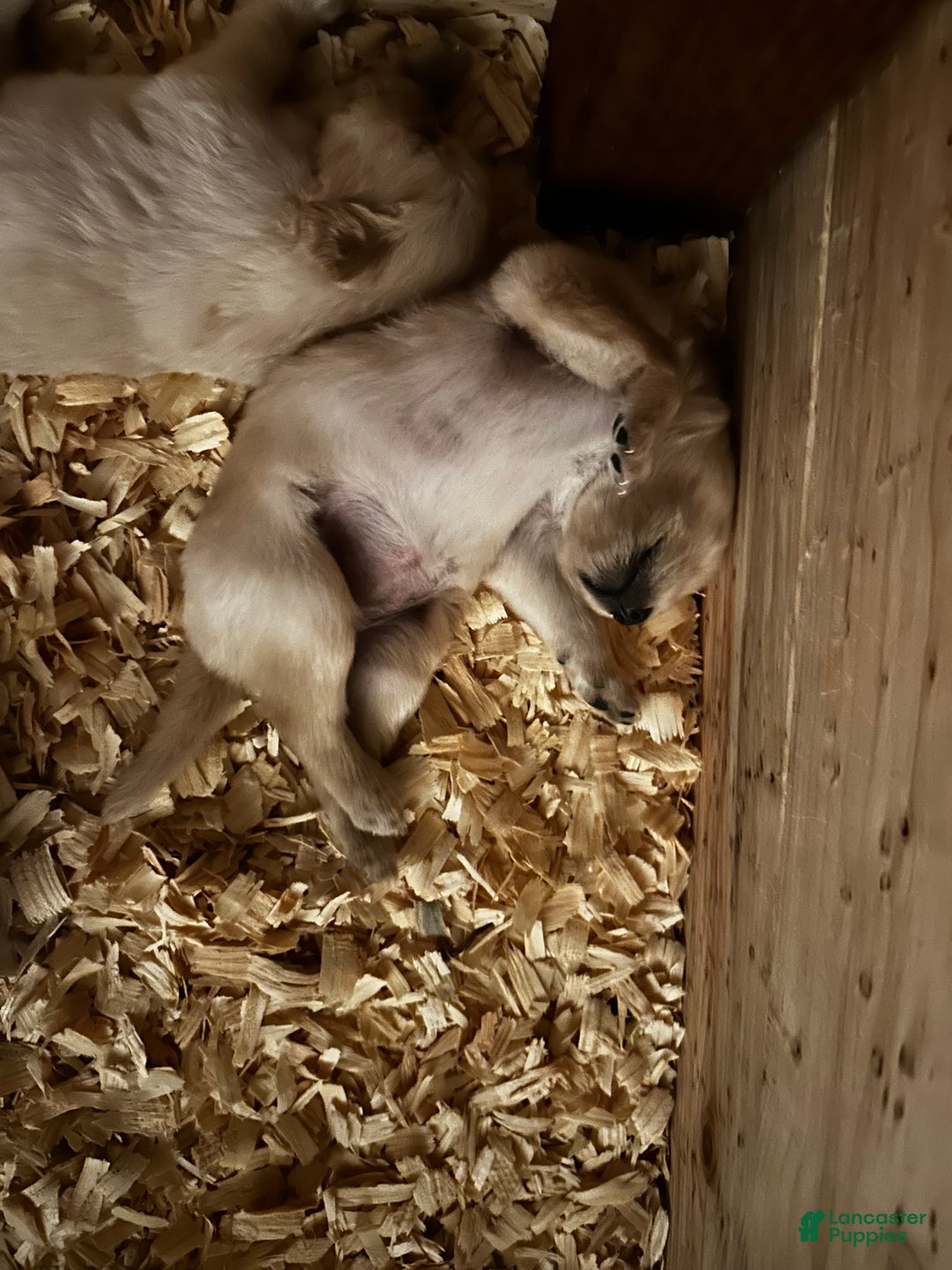 Golden Retriever dogs for sale: Light Blue - Ad 2