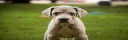 Great Dane dogs for sale: Beatrice Great Dane  - Ad 2