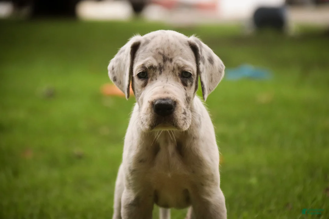 Great Dane dogs for sale: Beatrice Great Dane  - Ad 2