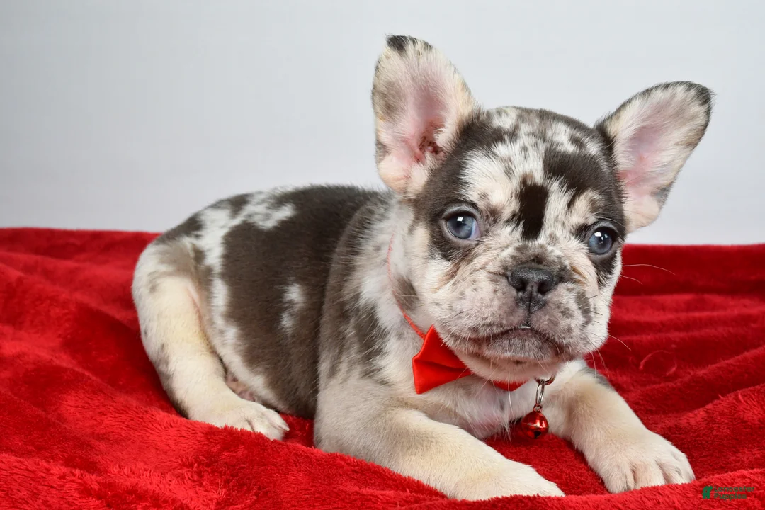 French Bulldog dogs for sale: Otis  - Ad 2