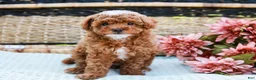 Toy Poodle dogs for sale: Bubbles - Ad 3