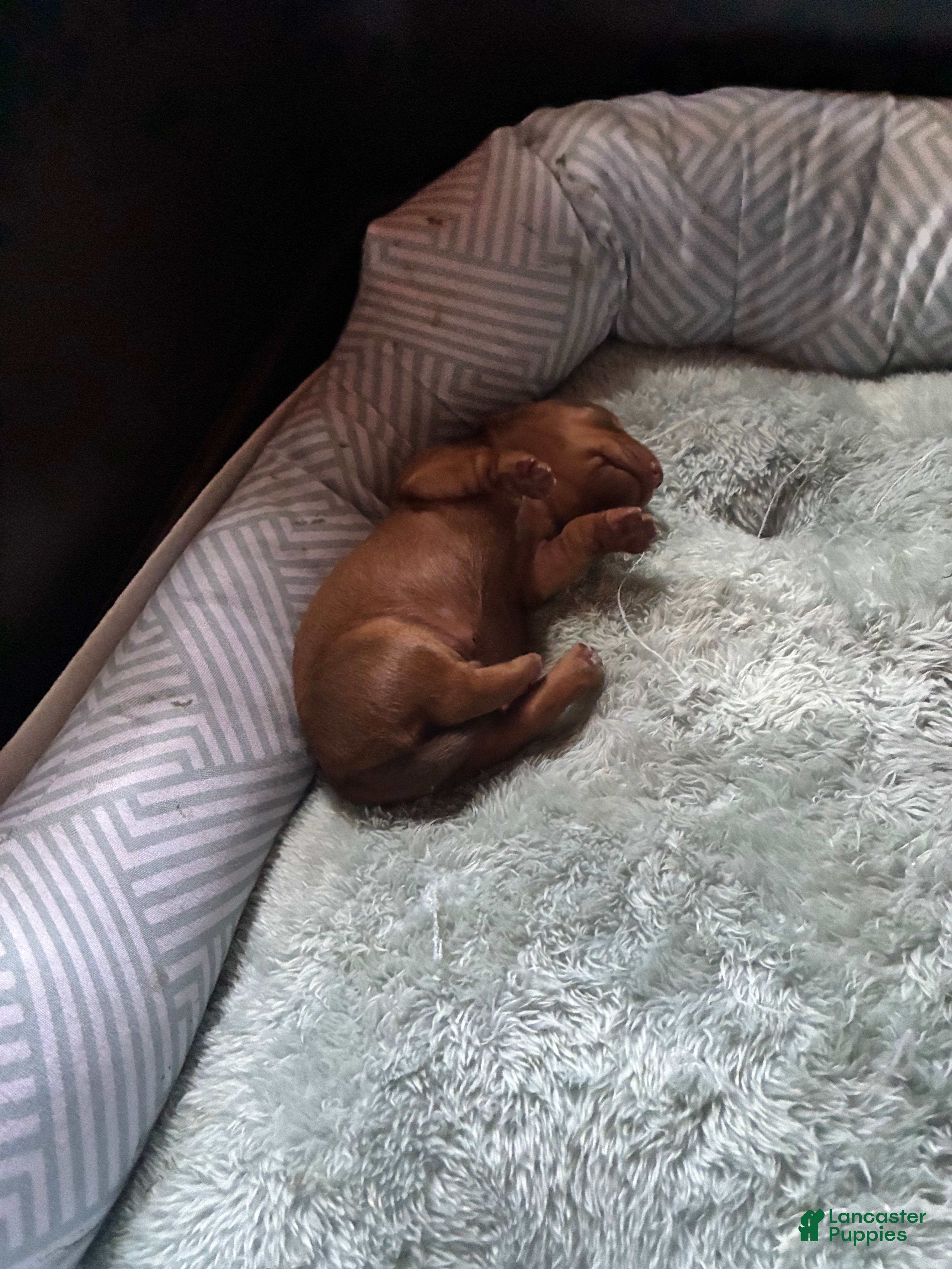 Miniature Dachshund dogs Miniature Dachshund 1 - Ad 23