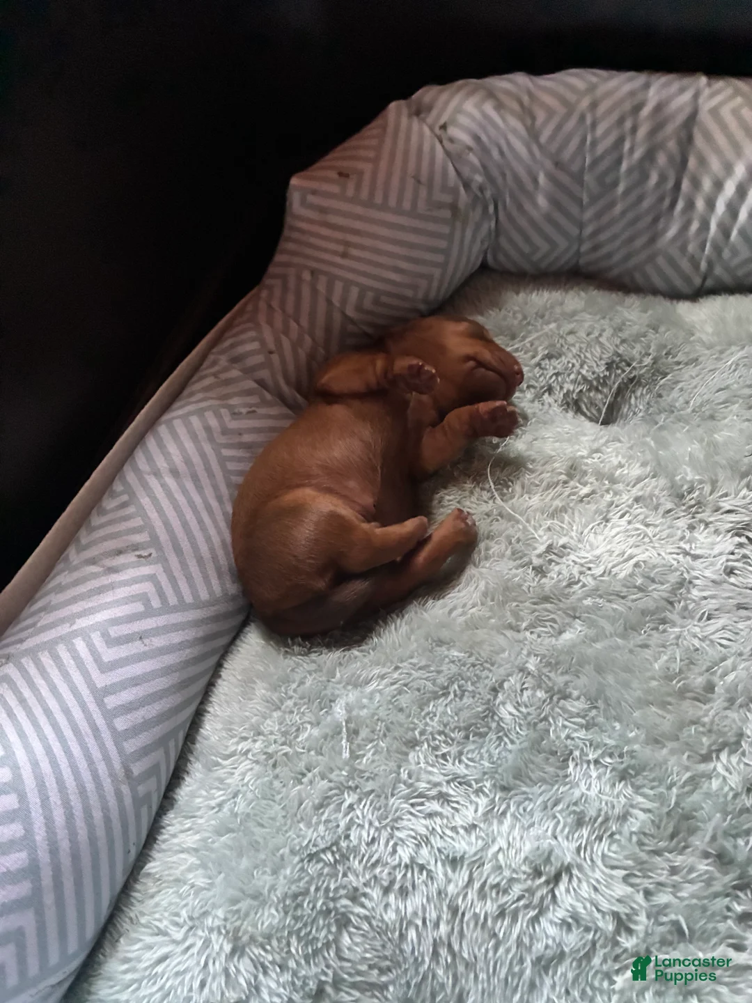 Miniature Dachshund dogs for sale: Miniature Dachshund 1 - Ad 1