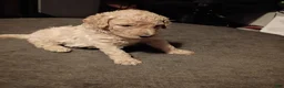 Goldendoodle dogs for sale: Christopher  - Ad 8