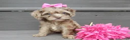 Cockapoo dogs for sale: Amber - Ad 5