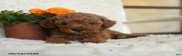 Miniature Poodle dogs for sale: Nevin - Ad 3
