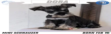 Dora