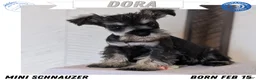 Miniature Schnauzer dogs for sale: Dora - Ad 1