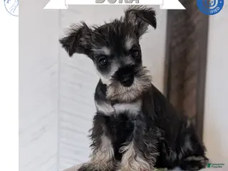 Miniature Schnauzer dogs for sale: Dora - Ad 1